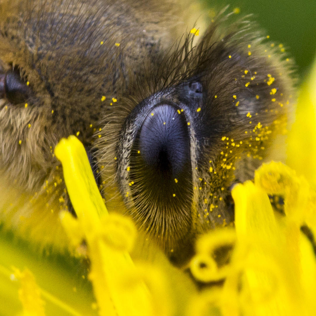 Macro photo of a honey bee's eye and parts of a sunflower.